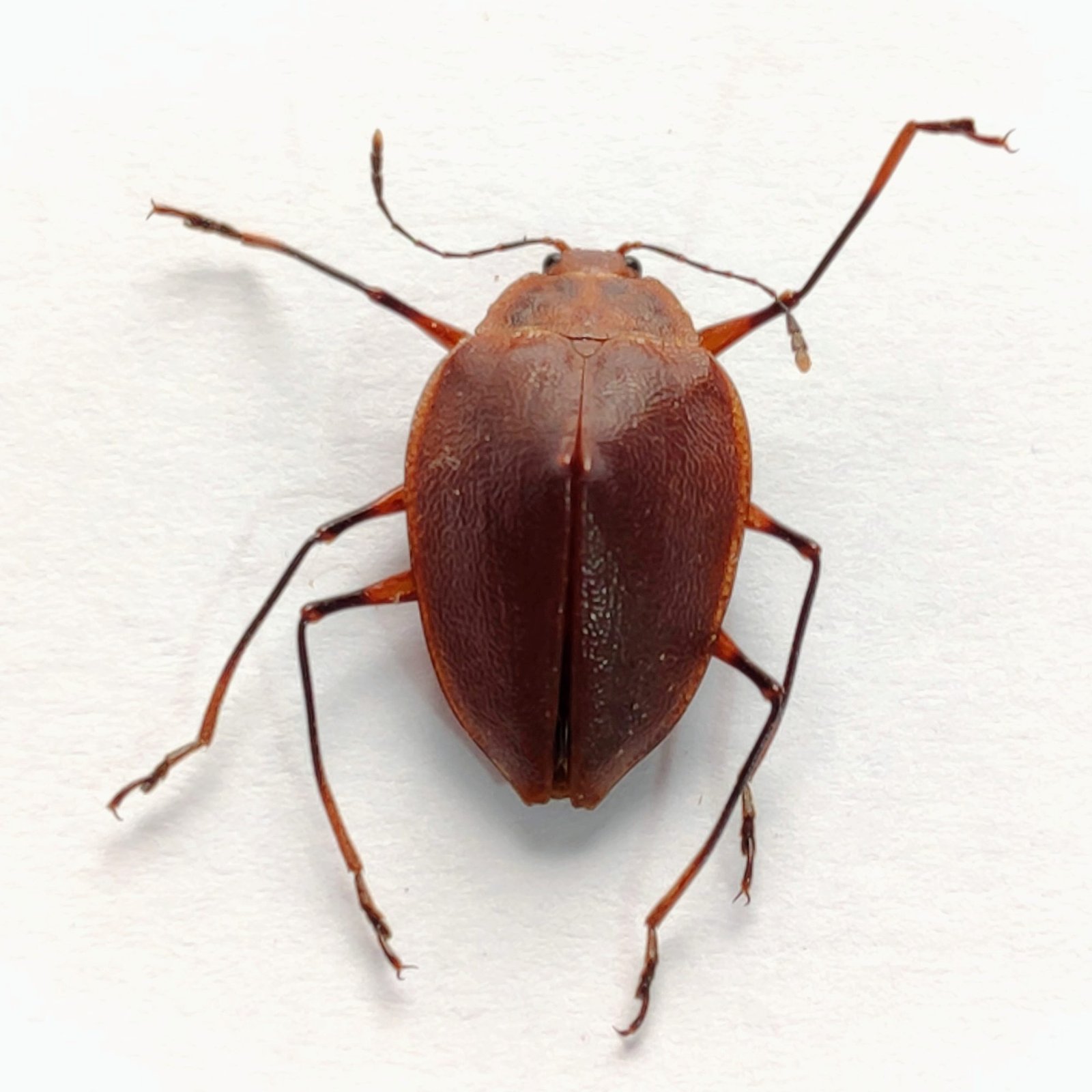 15 Chrysomelidae - Image 3