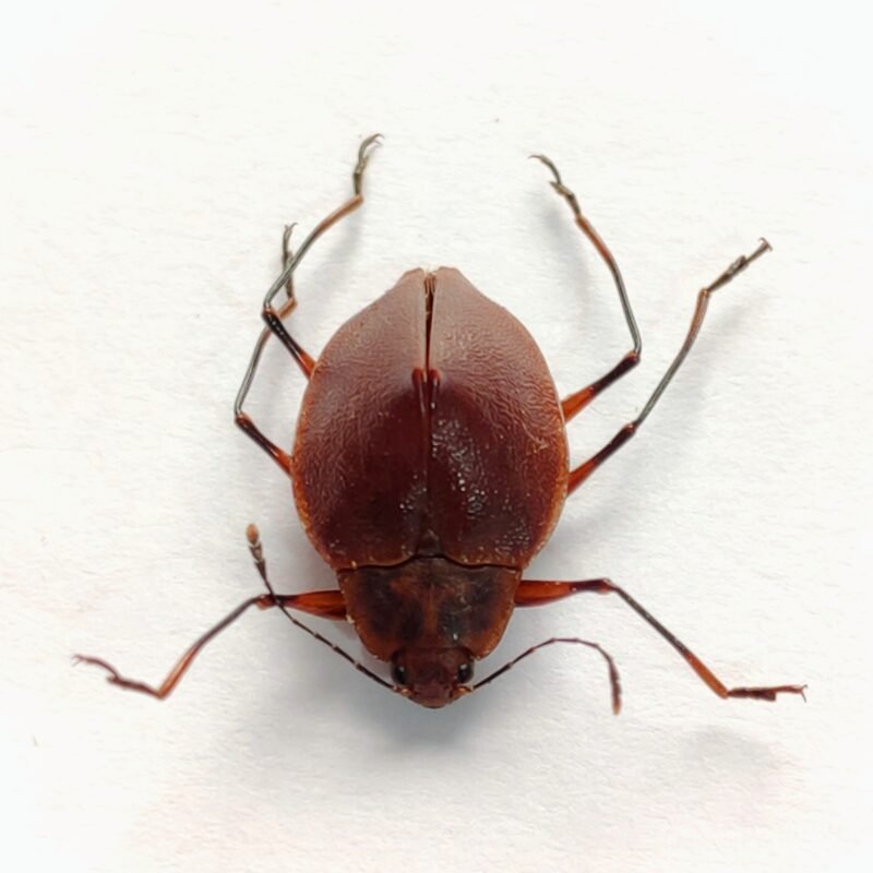 15 Chrysomelidae
