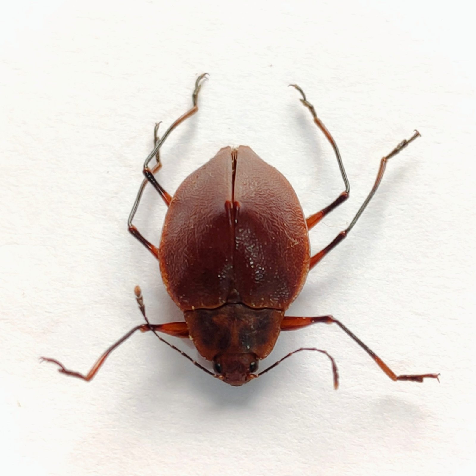 15 Chrysomelidae