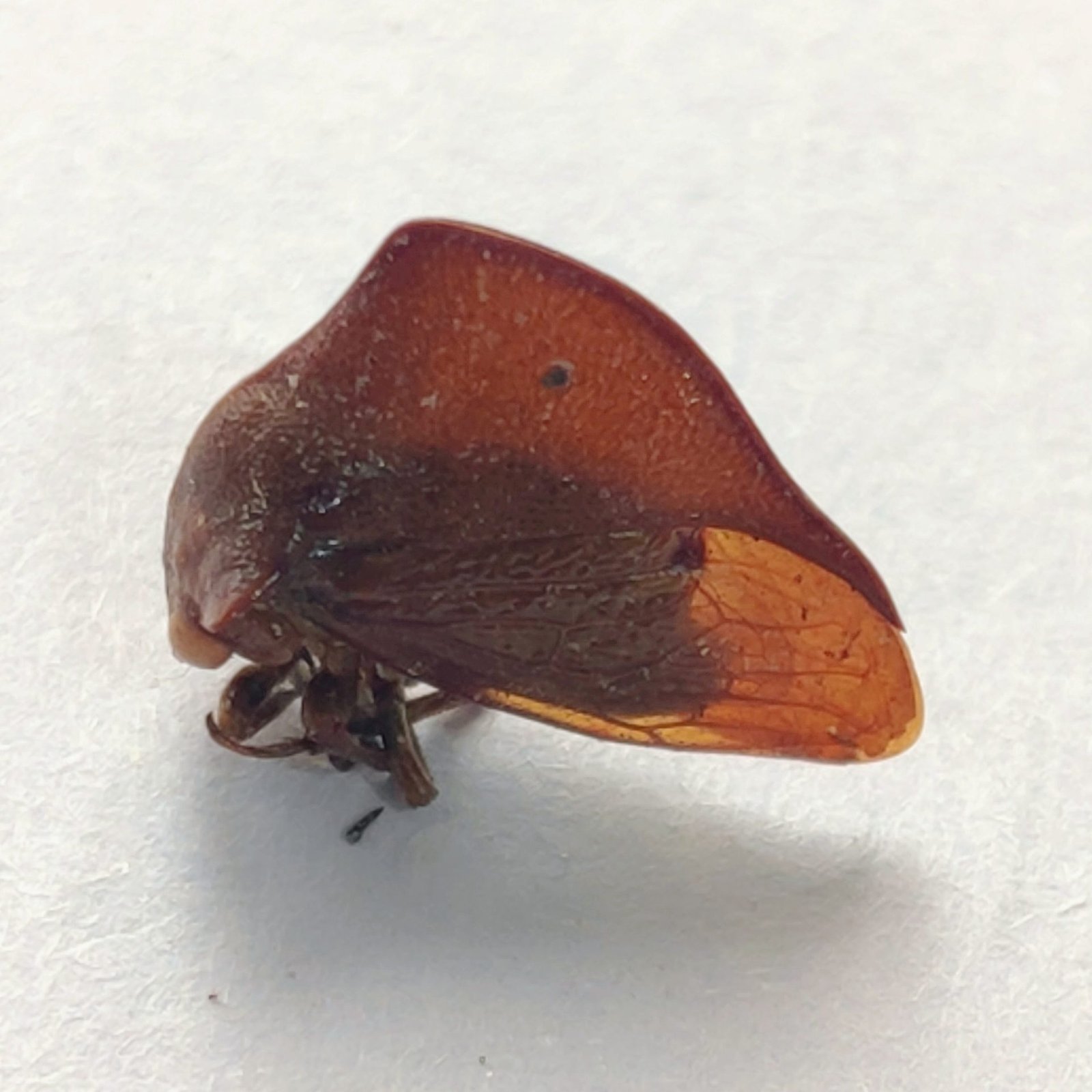 15 Membracidae - Image 2