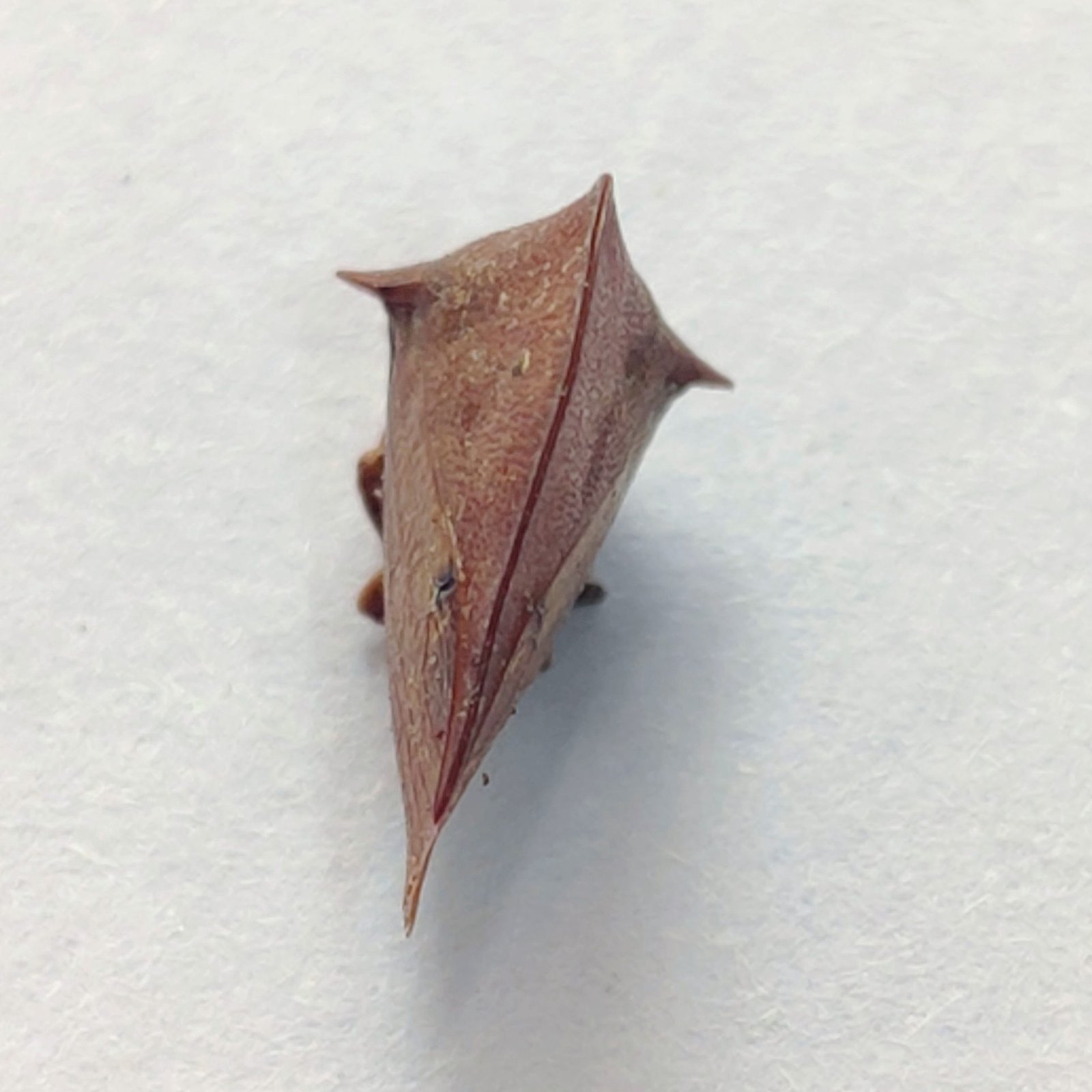 15 Membracidae - Image 3