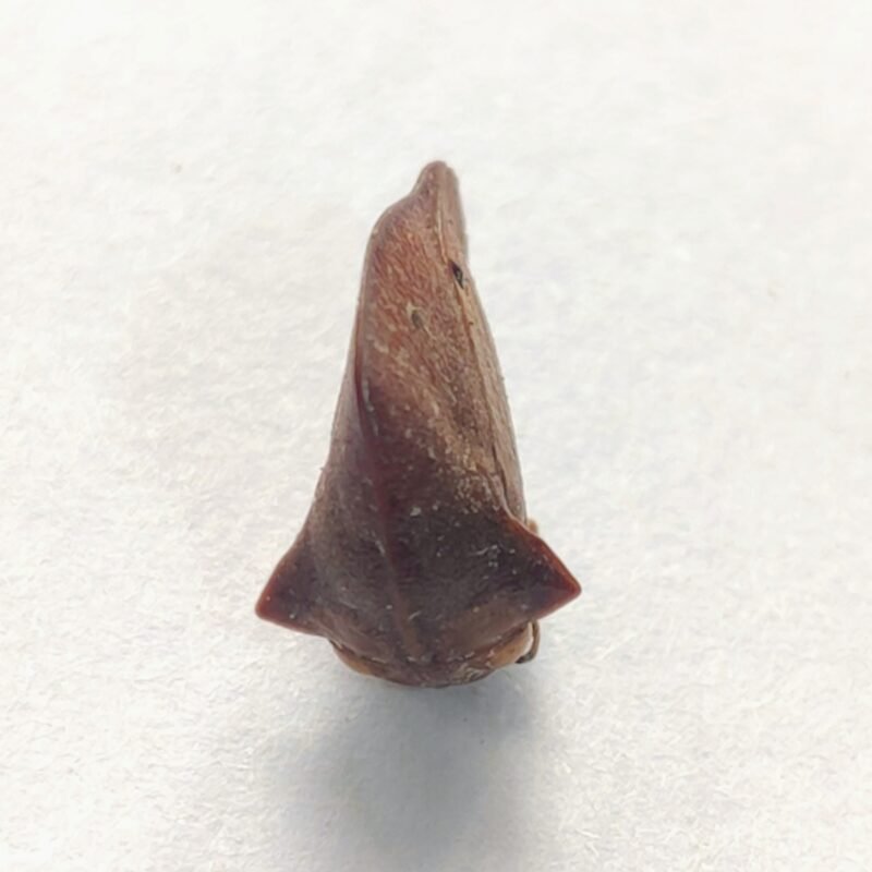 15 Membracidae