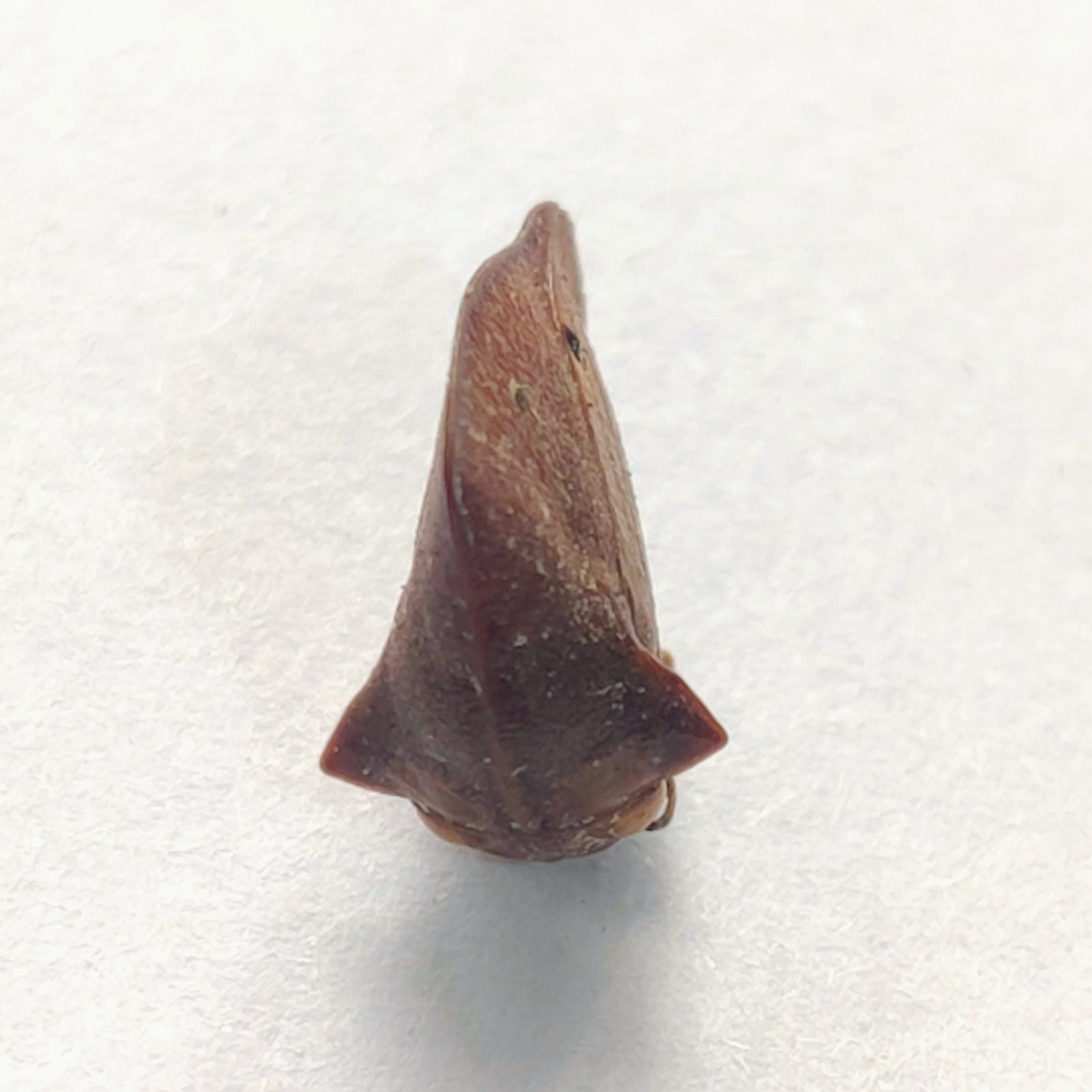 15 Membracidae
