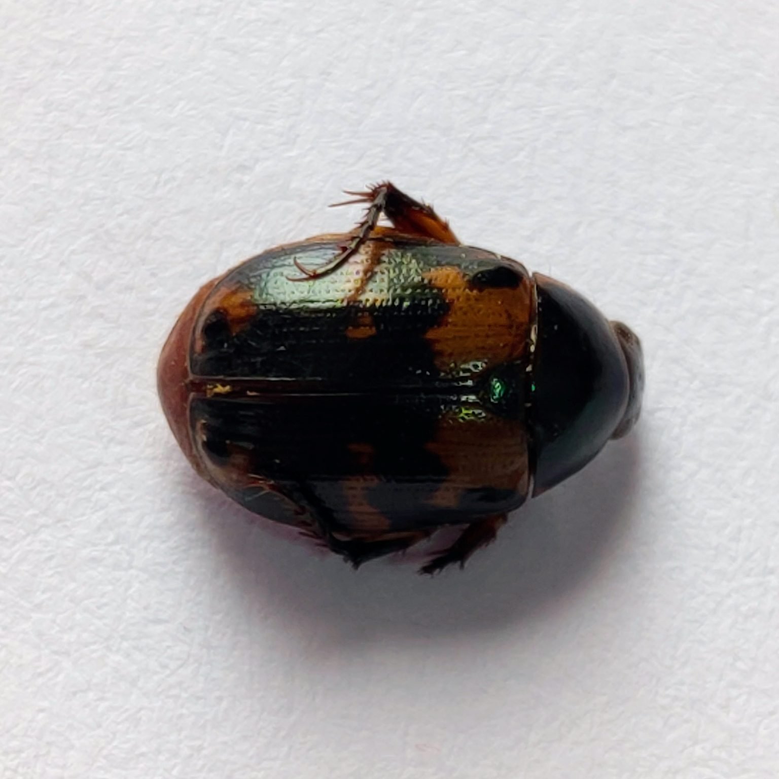15 Scarabaeidae - Image 2