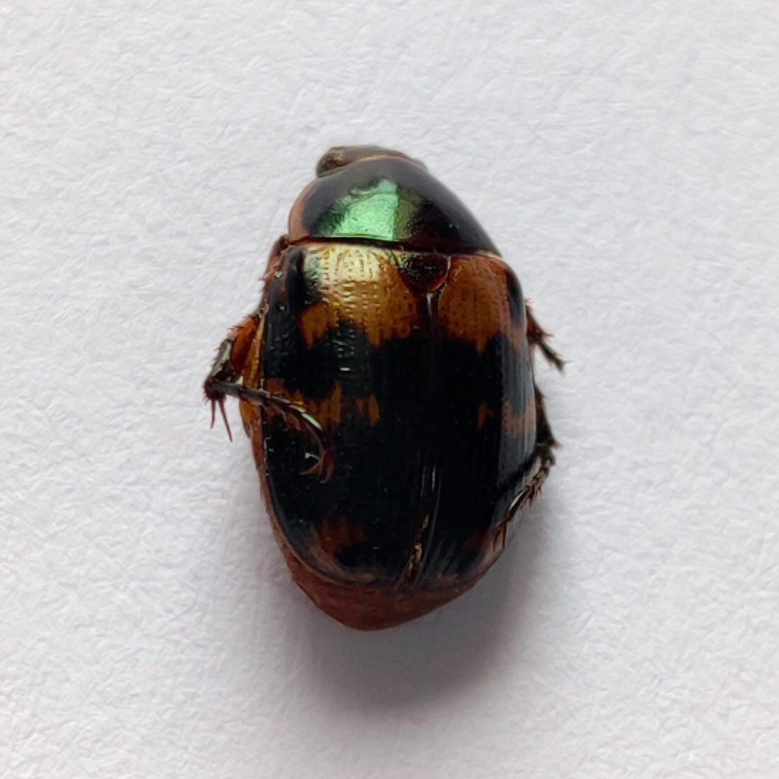 15 Scarabaeidae - Image 3