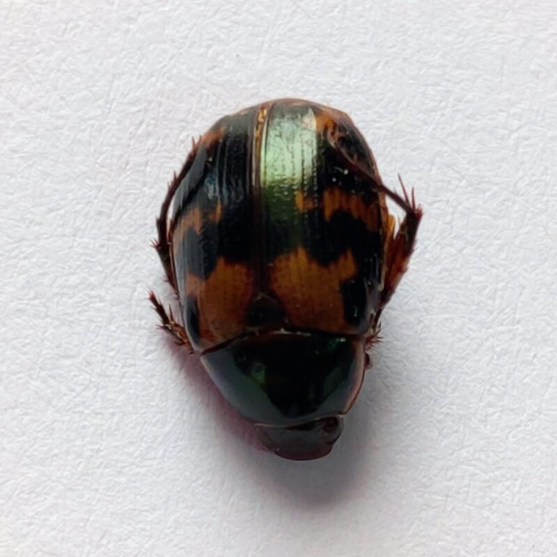 15 Scarabaeidae