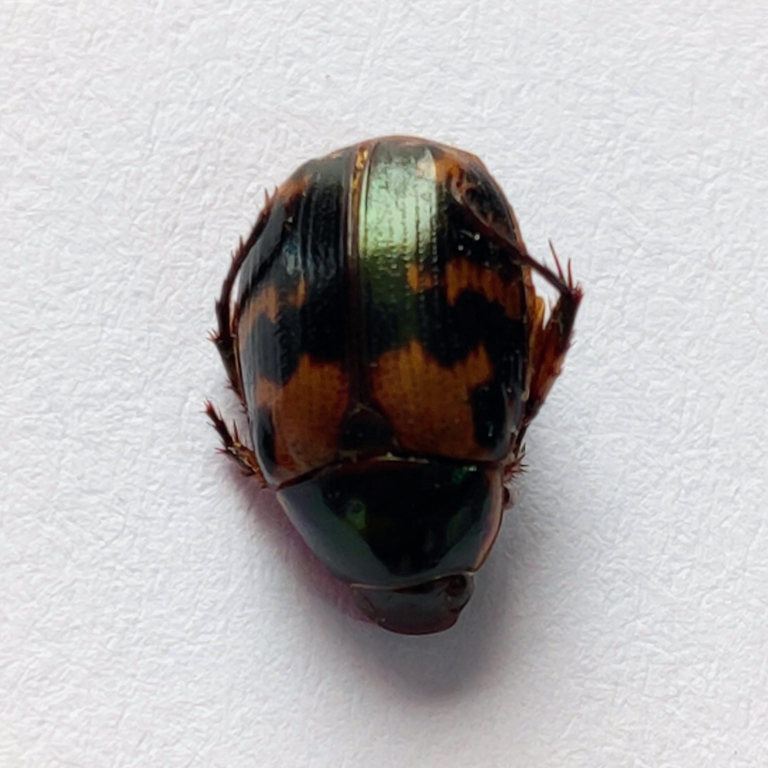 15 Scarabaeidae