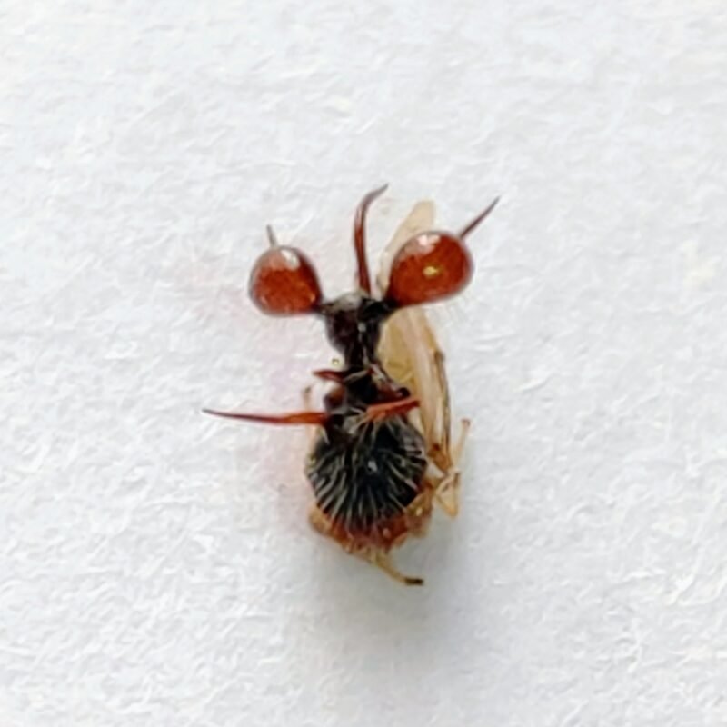 150 Membracidae