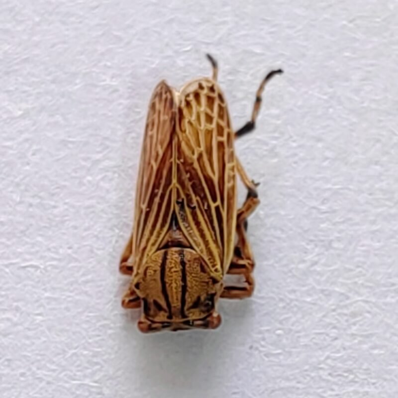 151 Membracidae