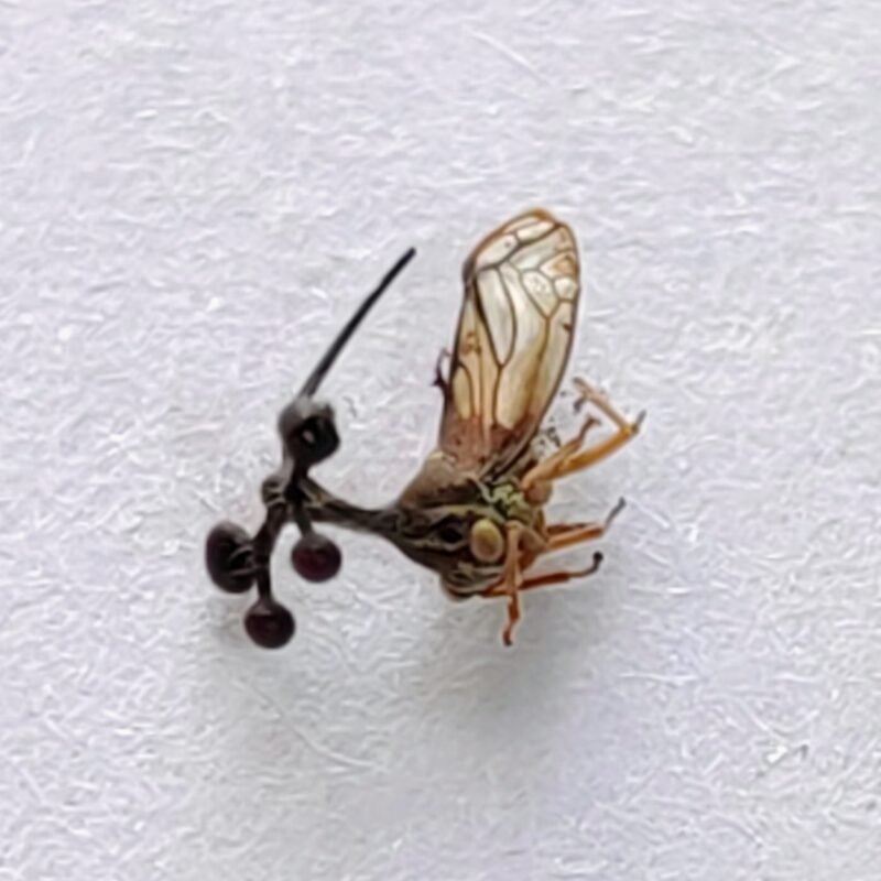 152 Membracidae