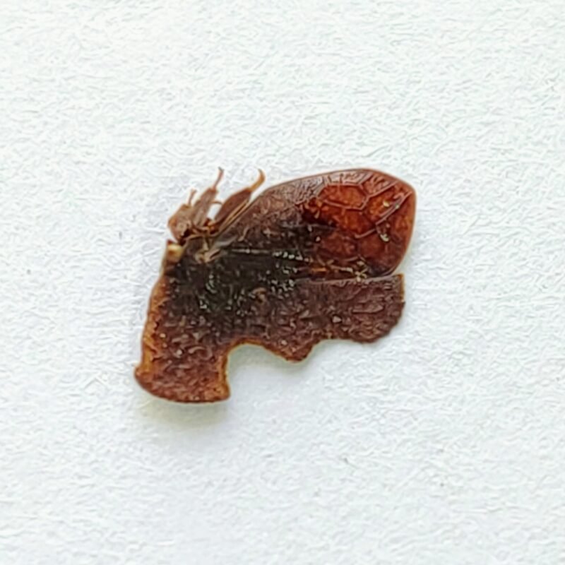 153 Membracidae