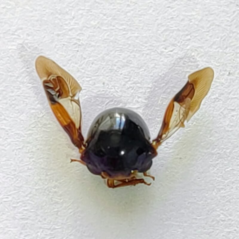 154 Membracidae
