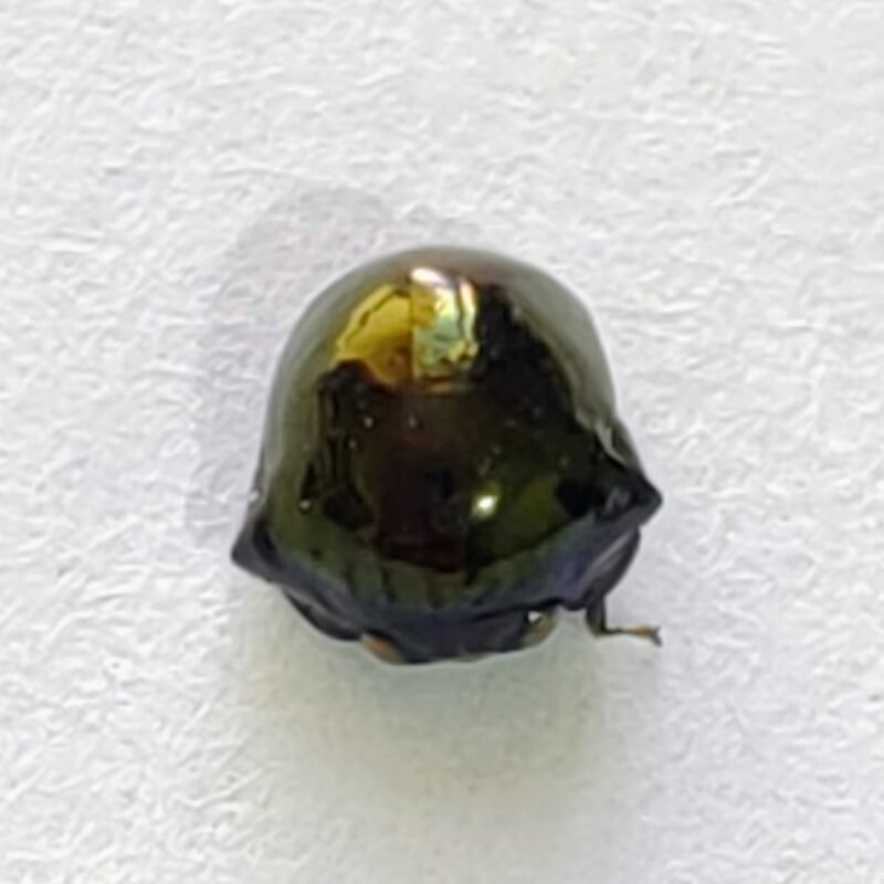 155 Membracidae