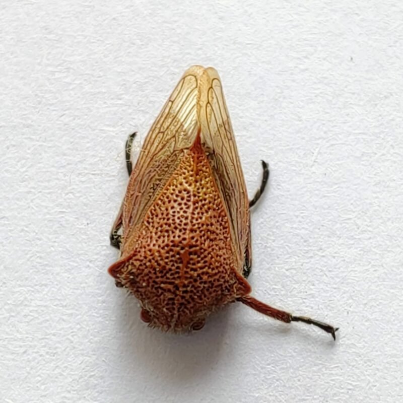 156 Membracidae