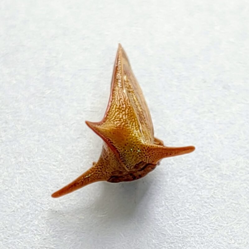 157 Membracidae