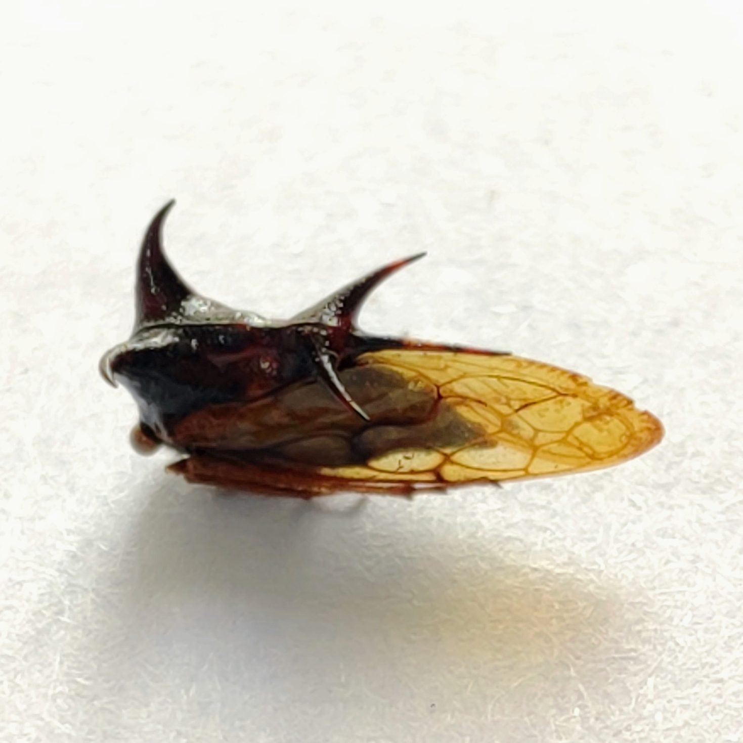 158 Membracidae - Image 2