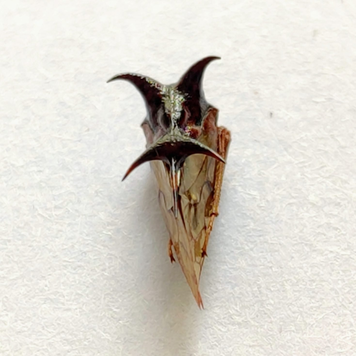 158 Membracidae - Image 3