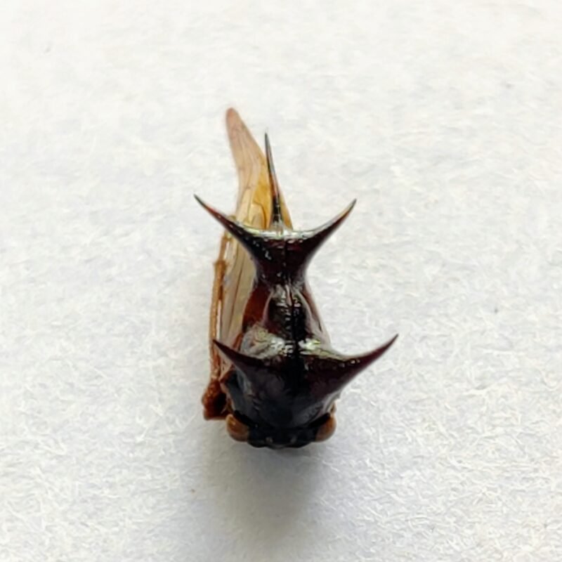 158 Membracidae