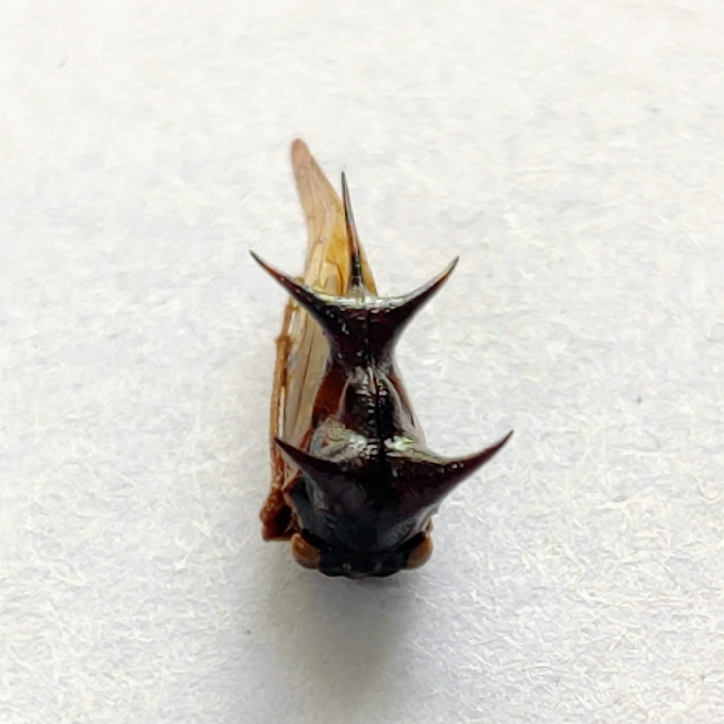 158 Membracidae