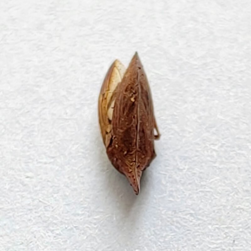 159 Membracidae