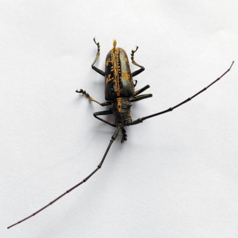 16 Cerambicidae