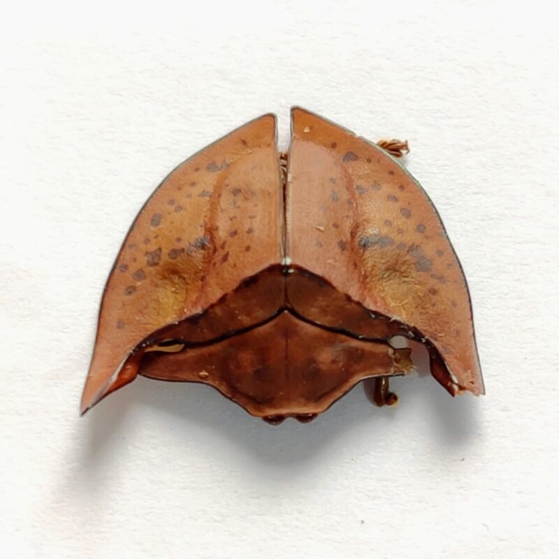 16 Chrysomelidae