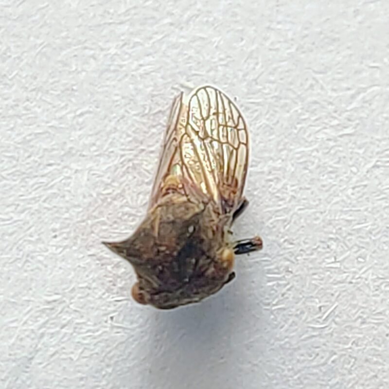 16 Membracidae
