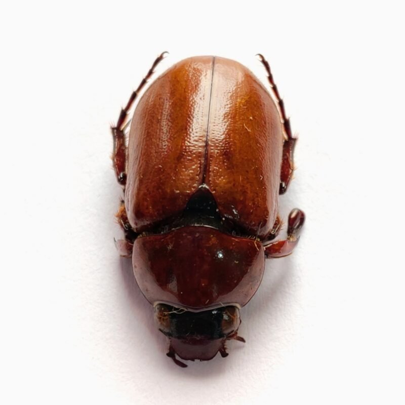 16 Scarabaeidae