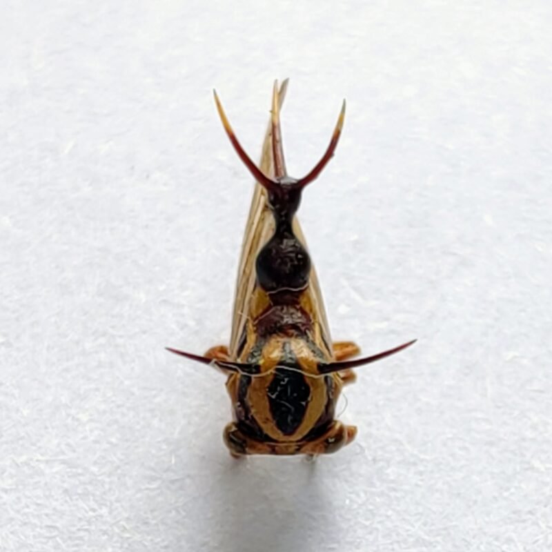 160 Membracidae