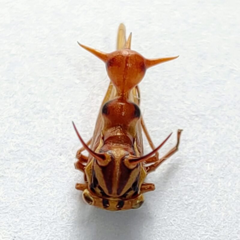 161 Membracidae