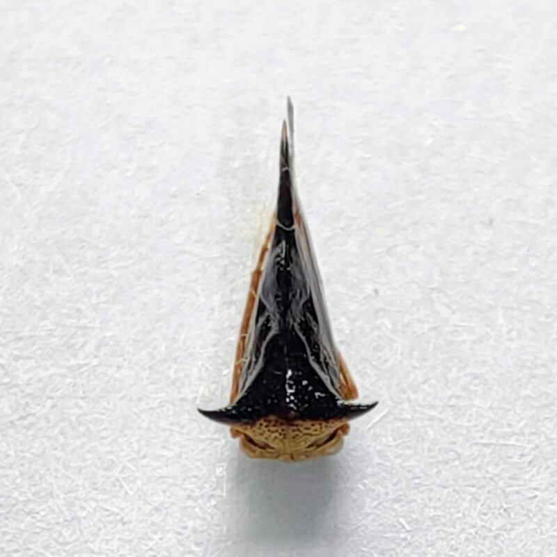162 Membracidae