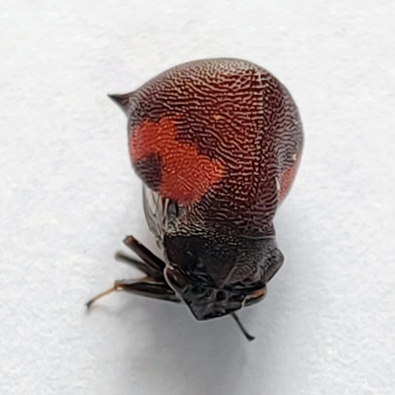 164 Membracidae