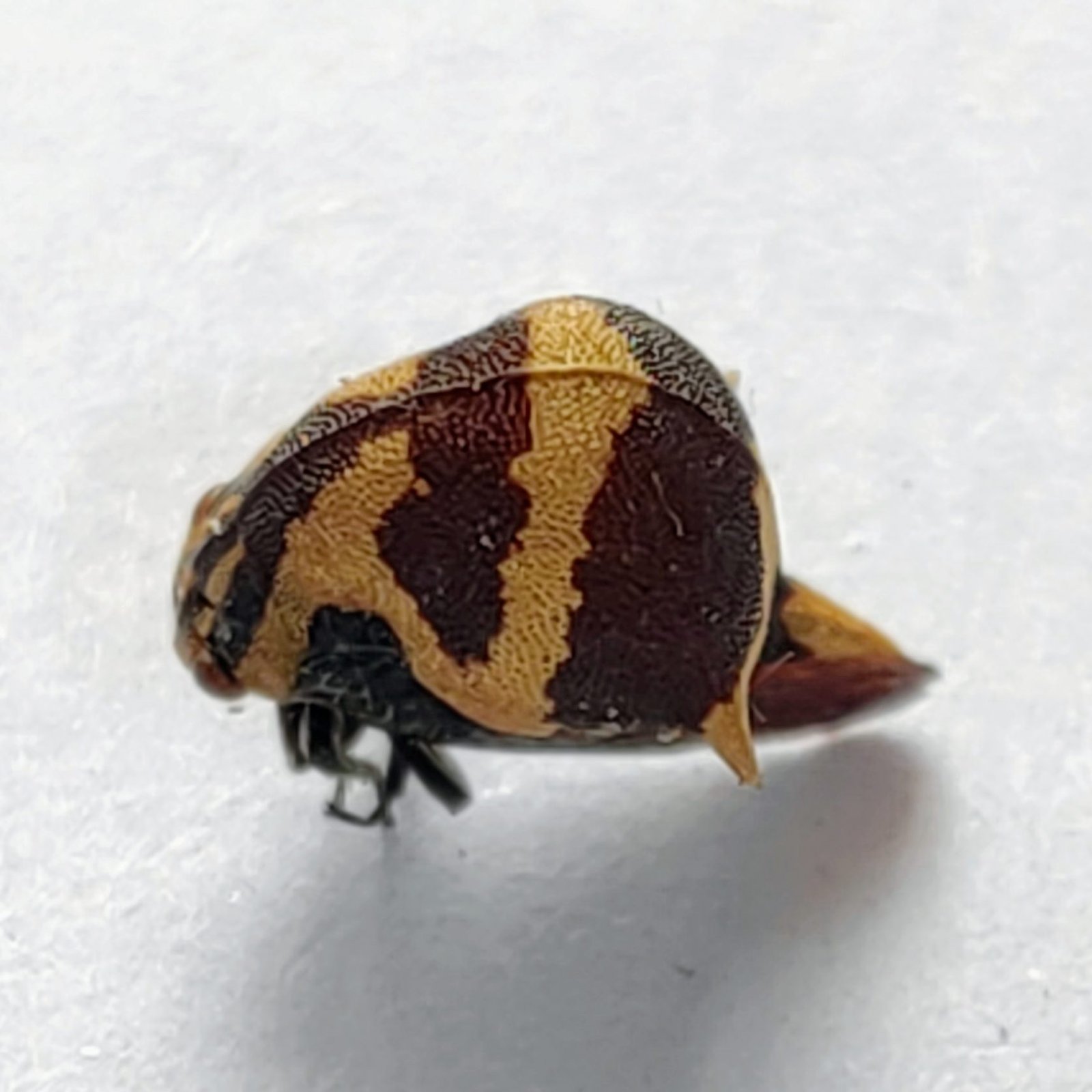 165 Membracidae - Image 2