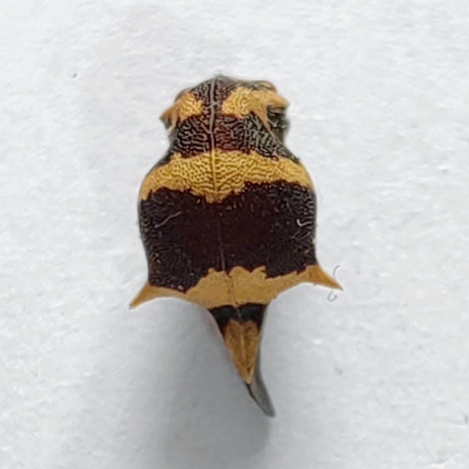165 Membracidae - Image 3
