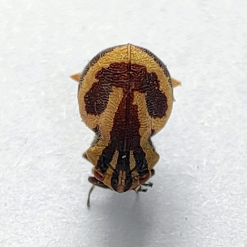 165 Membracidae