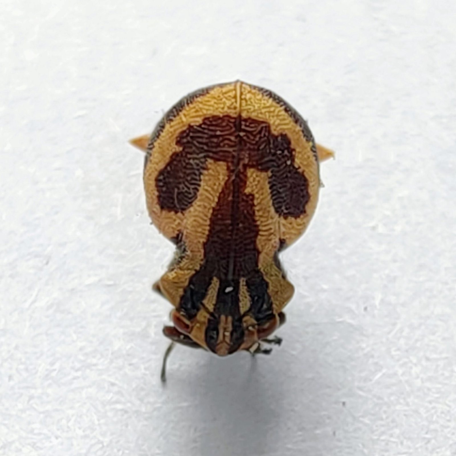 165 Membracidae