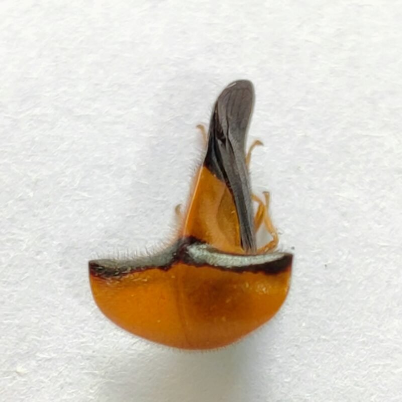 166 Membracidae