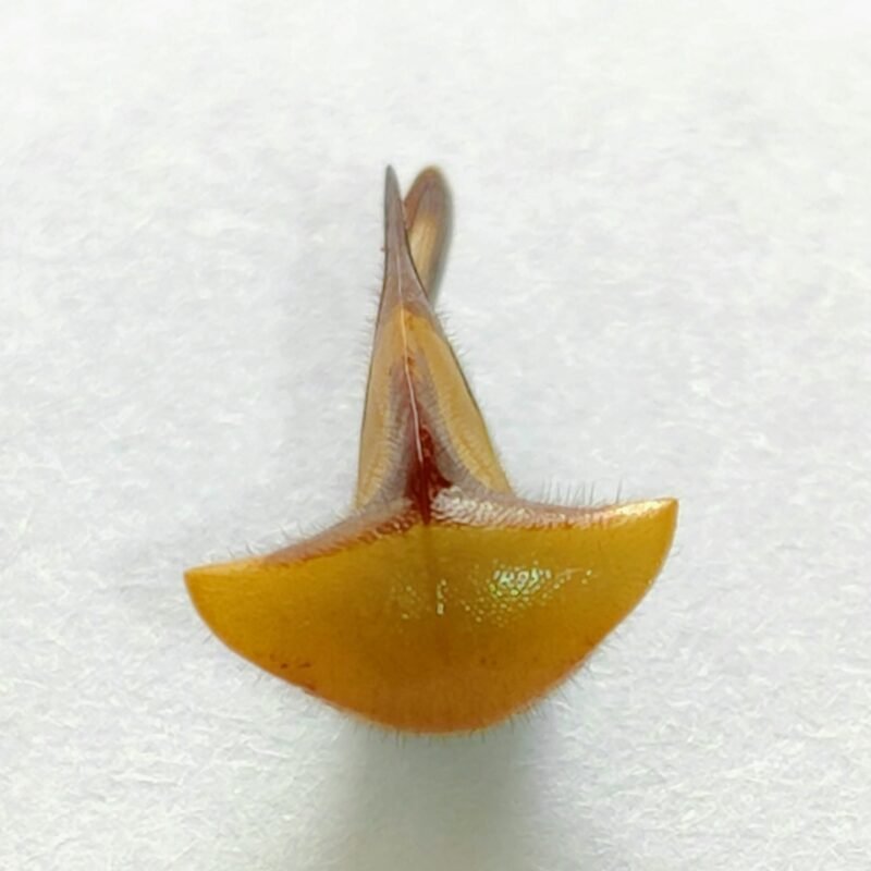 167 Membracidae