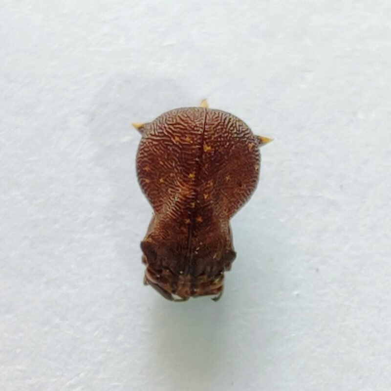 168 Membracidae