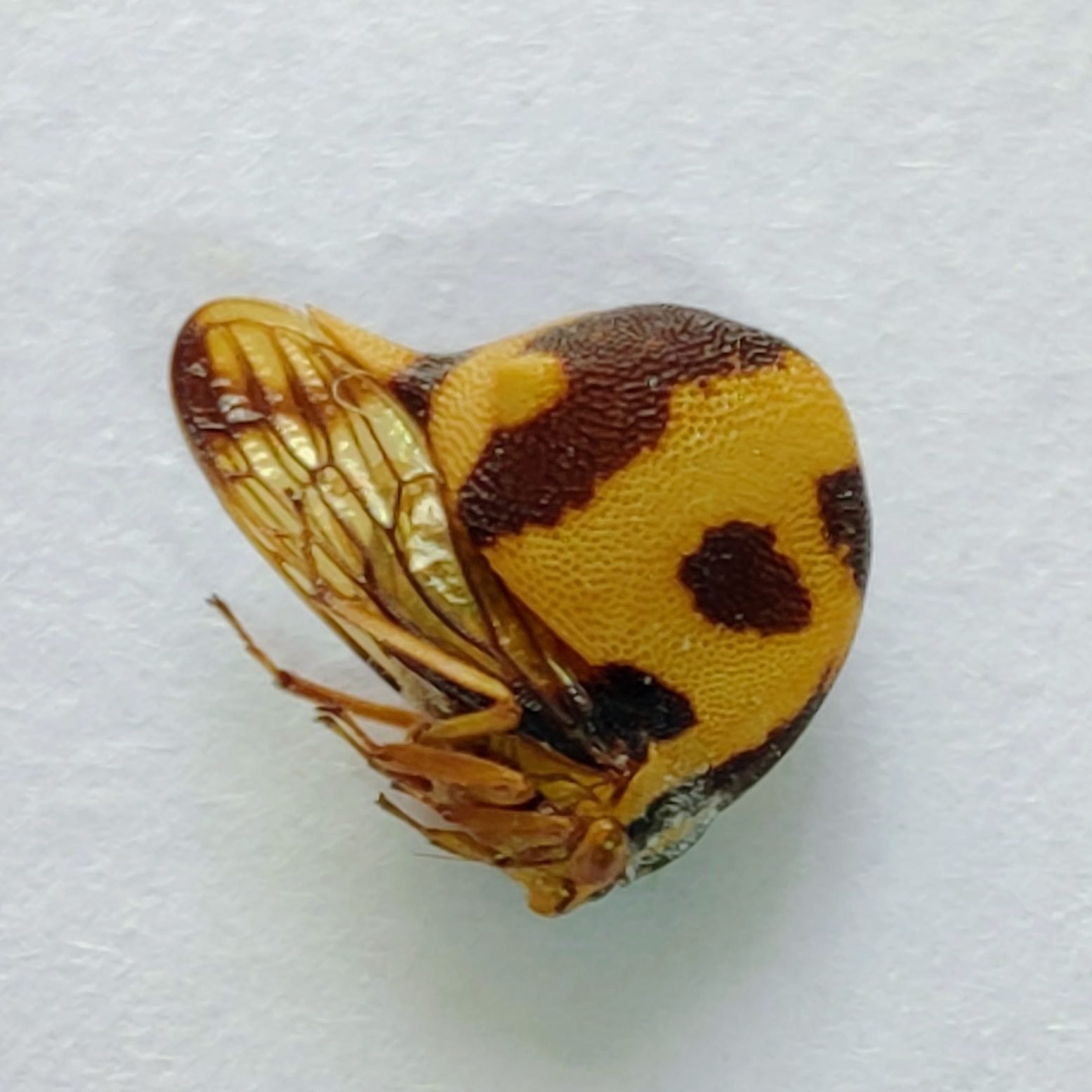 169 Membracidae - Image 2