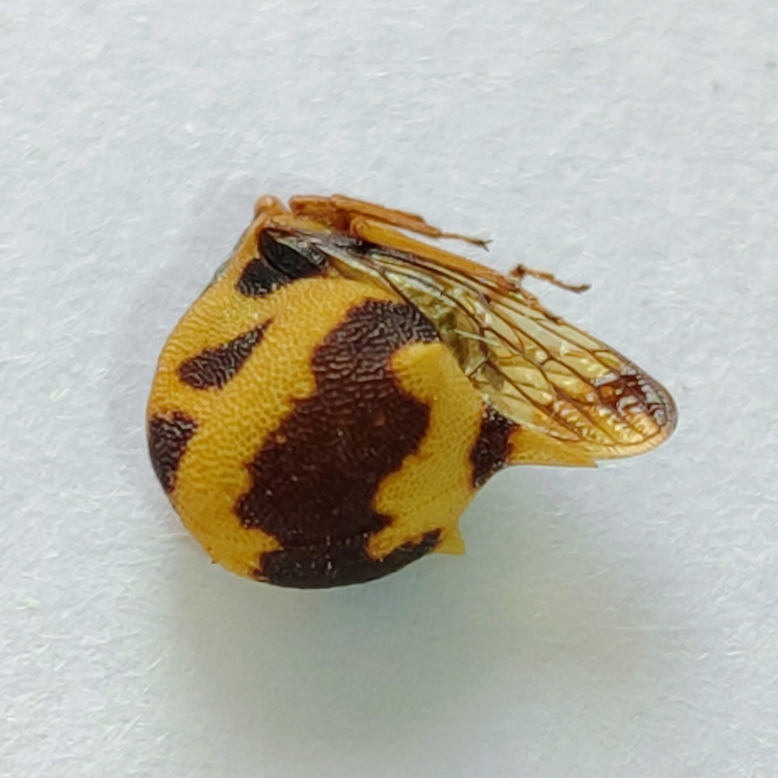 169 Membracidae - Image 3