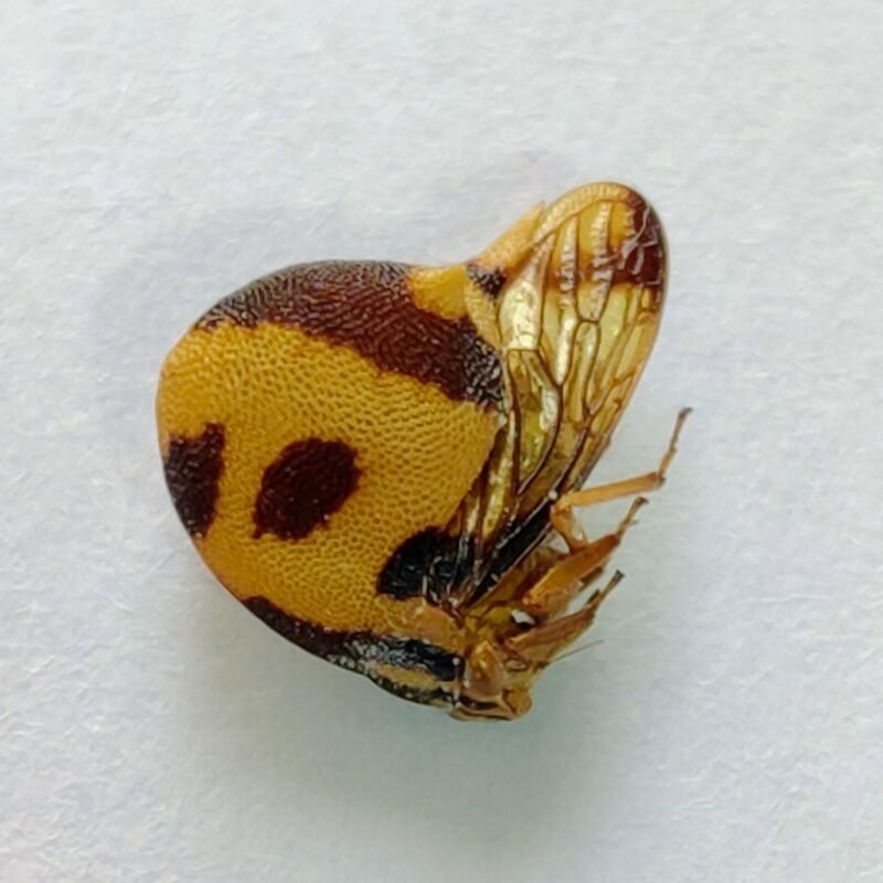 169 Membracidae