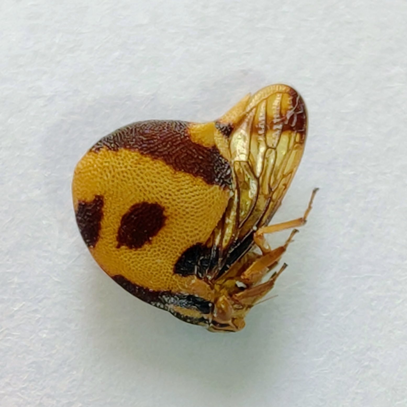 169 Membracidae