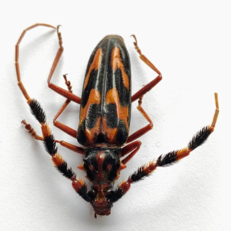 17 Cerambicidae