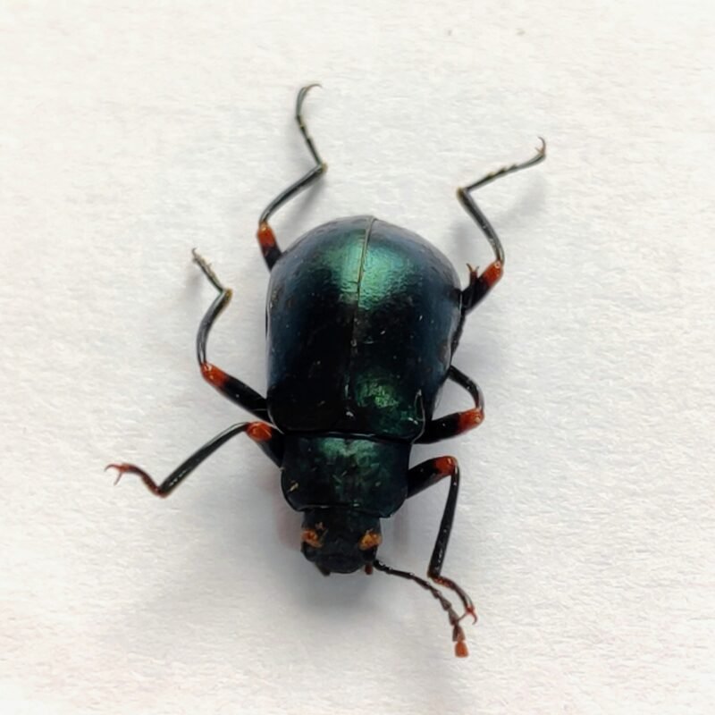 17 Chrysomelidae