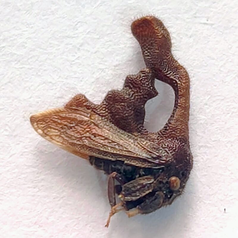 17 Membracidae