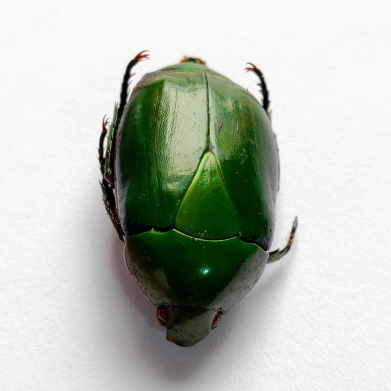 17 Scarabaeidae