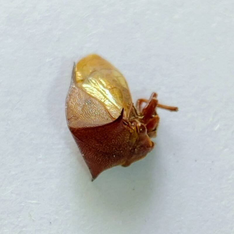 170 Membracidae