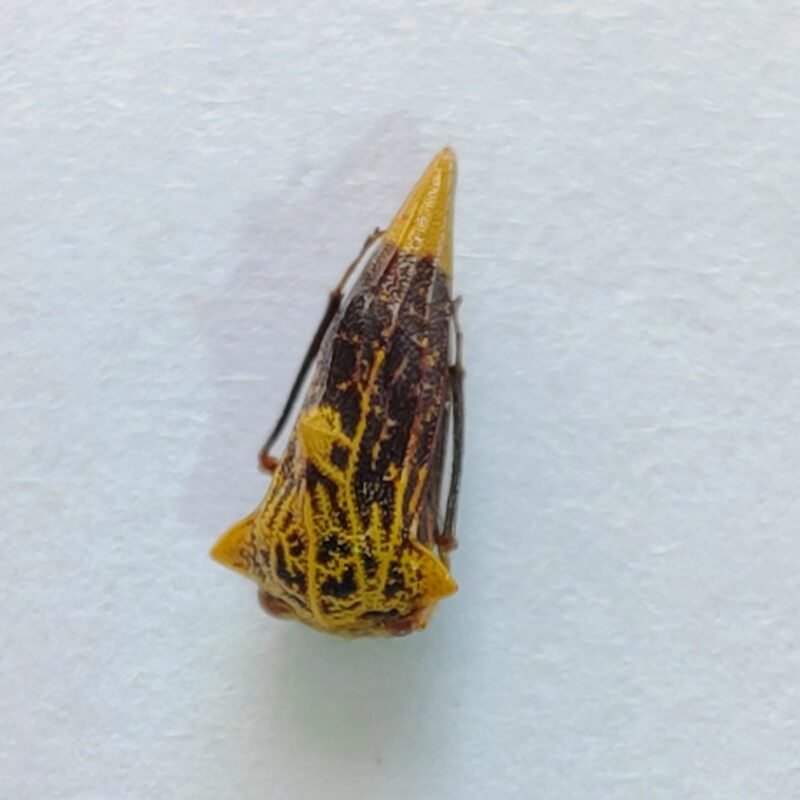 171 Membracidae