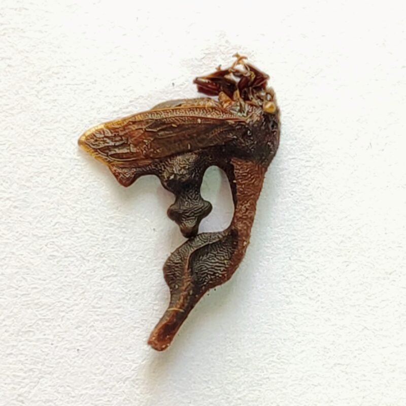 172 Membracidae